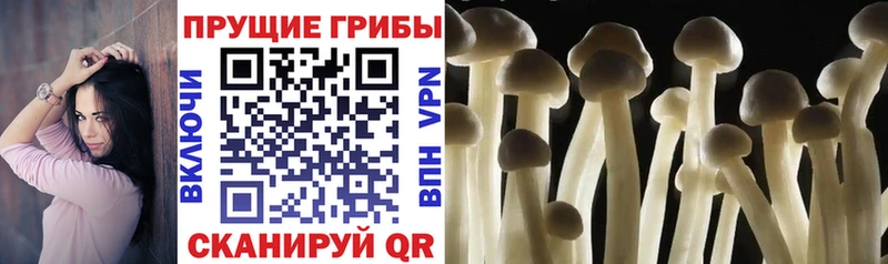 Псилоцибиновые грибы мицелий  купить наркотики цена  Рассказово 